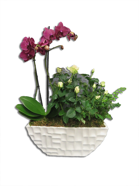  Plantes vertes Plantes fleuries composition Esat Vivre  Ref. PVPF11 - 48 euros 