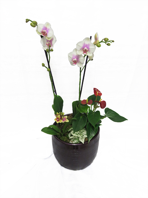  Plantes vertes Plantes fleuries composition Esat Vivre  Ref. PVPF12 - 70 euros 