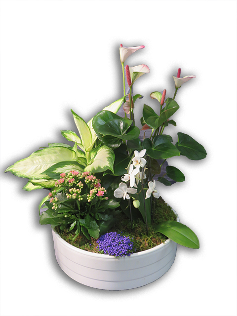  Plantes vertes Plantes fleuries composition Esat Vivre  Ref. PVPF16 - 60 euros 