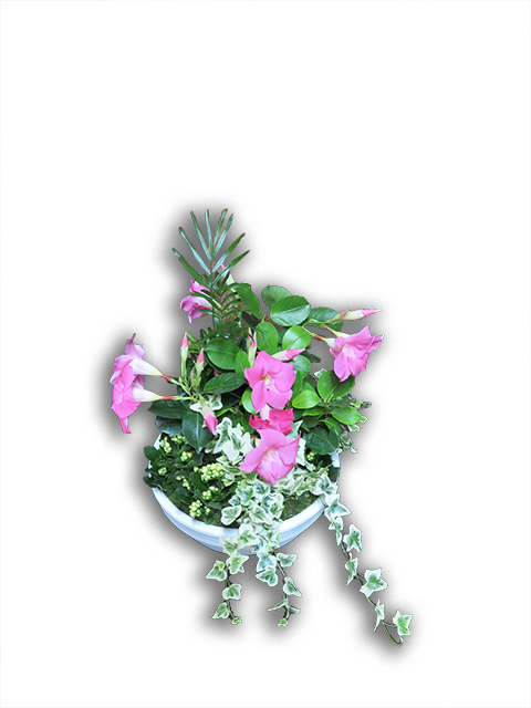  Plantes vertes Plantes fleuries composition Esat Vivre  Ref. PVPF18 - 20 euros 