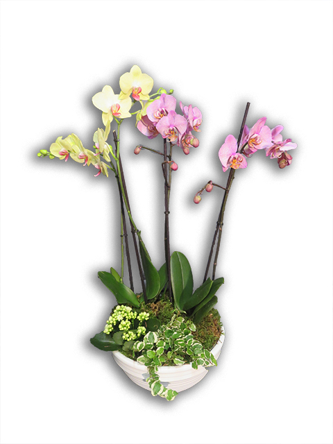  Plantes vertes Plantes fleuries composition Esat Vivre  Ref. PVPF41 - 55 euros 