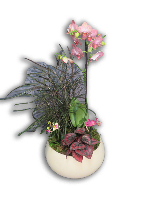  Plantes vertes Plantes fleuries composition Esat Vivre  Ref. PVPF45 - 65 euros 