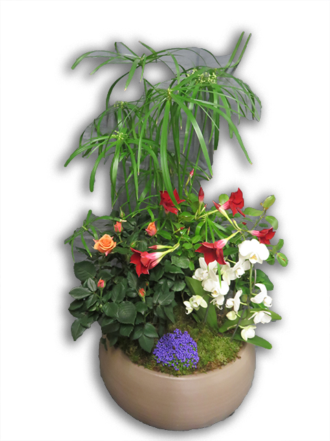  Plantes vertes Plantes fleuries composition Esat Vivre  Ref. PVPF47 - 65 euros 
