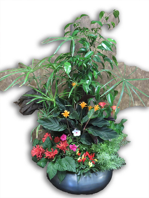  Plantes vertes Plantes fleuries composition Esat Vivre  Ref. PVPF49 - 80 euros 