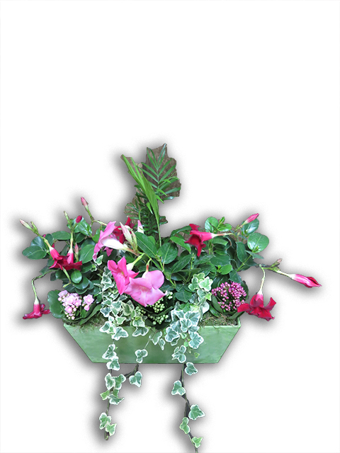  Plantes vertes Plantes fleuries composition Esat Vivre  Ref. PVPF51 - 30 euros 