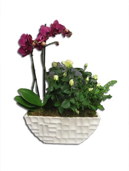  Plantes vertes Plantes fleuries composition Esat Vivre  Ref. PVPF11 - 48 euros 