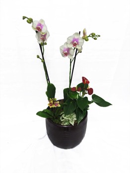  Plantes vertes Plantes fleuries composition Esat Vivre  Ref. PVPF12 - 70 euros 