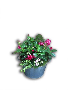  Plantes vertes Plantes fleuries composition Esat Vivre  Ref. PVPF15 - 25 euros 