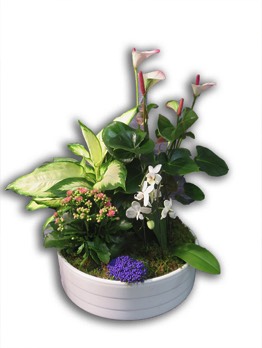  Plantes vertes Plantes fleuries composition Esat Vivre  Ref. PVPF16 - 60 euros 