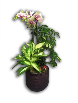  Plantes vertes Plantes fleuries composition Esat Vivre  Ref. PVPF17 - 55 euros 