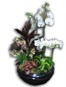  Plantes vertes Plantes fleuries composition Esat Vivre  Ref. PVPF19 - 80 euros 