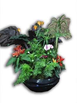  Plantes vertes Plantes fleuries composition Esat Vivre  Ref. PVPF35 - 60 euros 