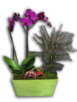  Plantes vertes Plantes fleuries composition Esat Vivre  Ref. PVPF40 - 45 euros 