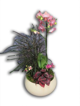  Plantes vertes Plantes fleuries composition Esat Vivre  Ref. PVPF45 - 65 euros 