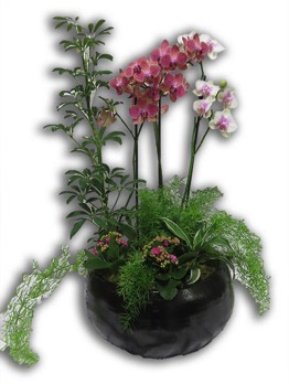  Plantes vertes Plantes fleuries composition Esat Vivre  Ref. PVPF46 - 75 euros 