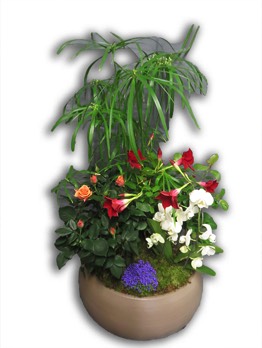  Plantes vertes Plantes fleuries composition Esat Vivre  Ref. PVPF47 - 65 euros 