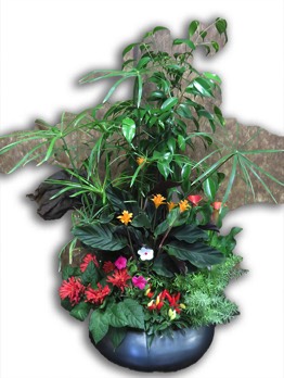  Plantes vertes Plantes fleuries composition Esat Vivre  Ref. PVPF49 - 80 euros 