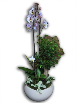  Plantes vertes Plantes fleuries composition Esat Vivre  Ref. PVPF52 - 65 euros 