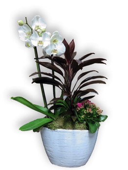  Plantes vertes Plantes fleuries composition Esat Vivre  Ref. PVPF01 - 55€ 