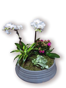  Plantes vertes Plantes fleuries composition Esat Vivre Ref. PVPF57- 50€ 