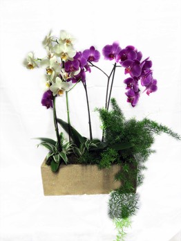 Plantes vertes Plantes fleuries composition Esat Vivre  Ref. PVPF05 - 65€ 