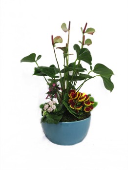  Plantes vertes Plantes fleuries composition Esat Vivre  Ref. PVPF08 - 45euros 