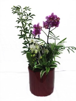  Plantes vertes Plantes fleuries composition Esat Vivre  Ref. PVPF09 - 70euros 