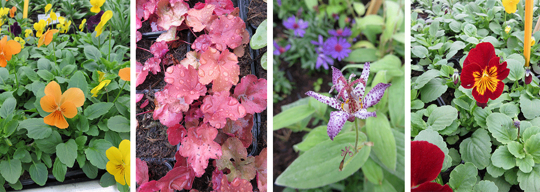 Quelques fleurs de la serre de l