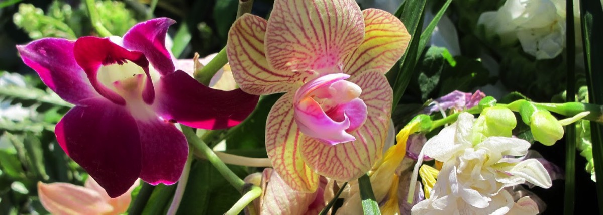 orchidée serre de l