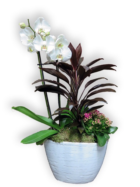  Plantes vertes Plantes fleuries composition Esat Vivre  Ref. PVPF02 - 55€ 