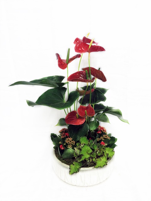  Plantes vertes Plantes fleuries composition Esat Vivre  Ref. PVPF05 - 55€ 
