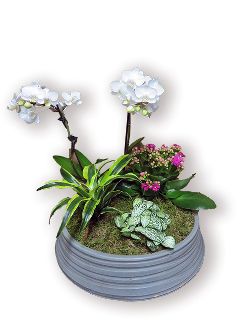  Plantes vertes Plantes fleuries composition Esat Vivre Ref. PVPF01- 50€ 