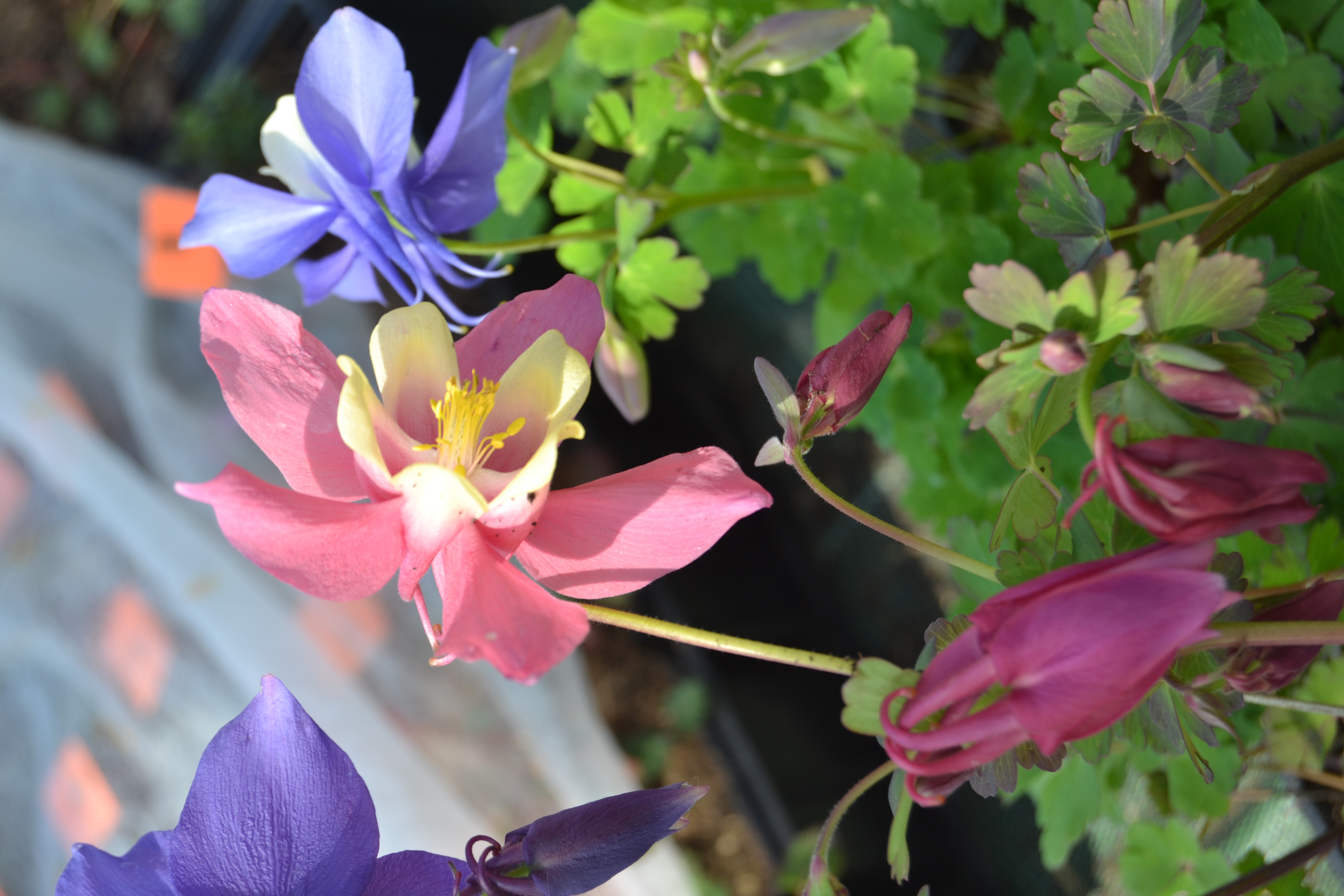  Ancholie vivace 1,30 € pièce 