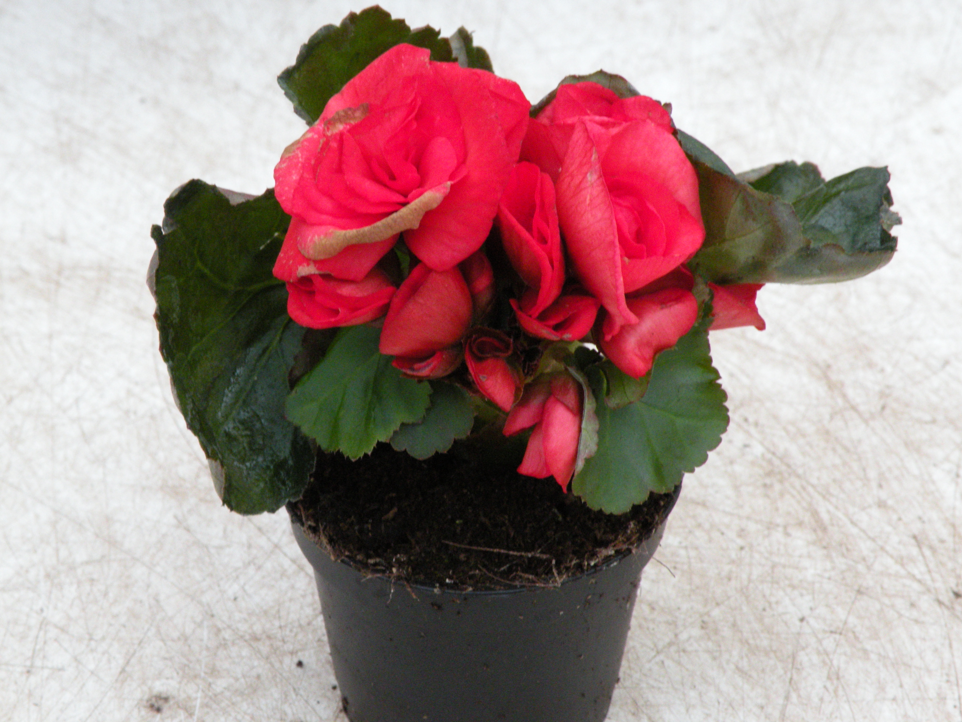  begonia annuelle  1€ pièce ombre 
