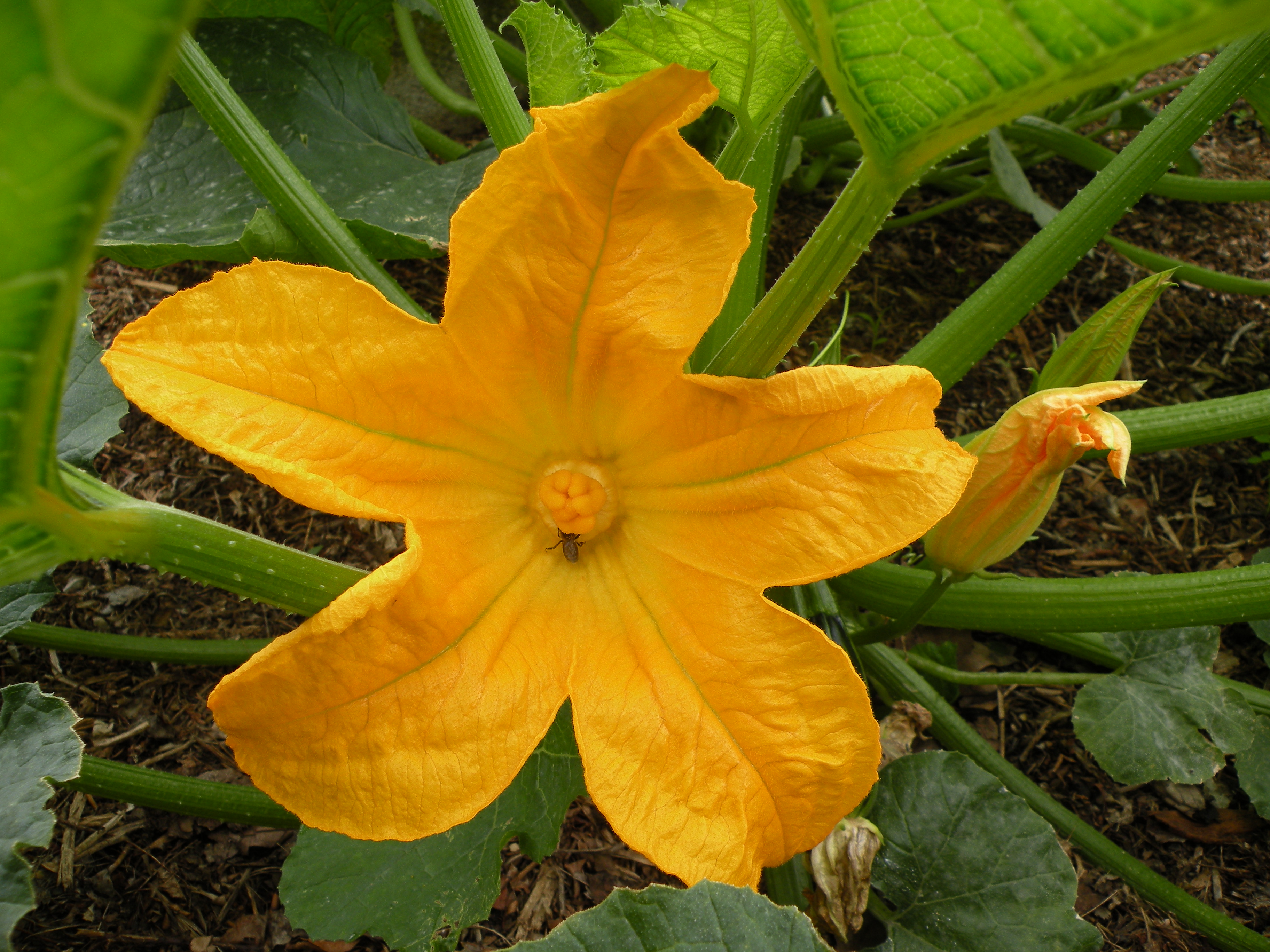  courgette 1,00€ pièce soleil 