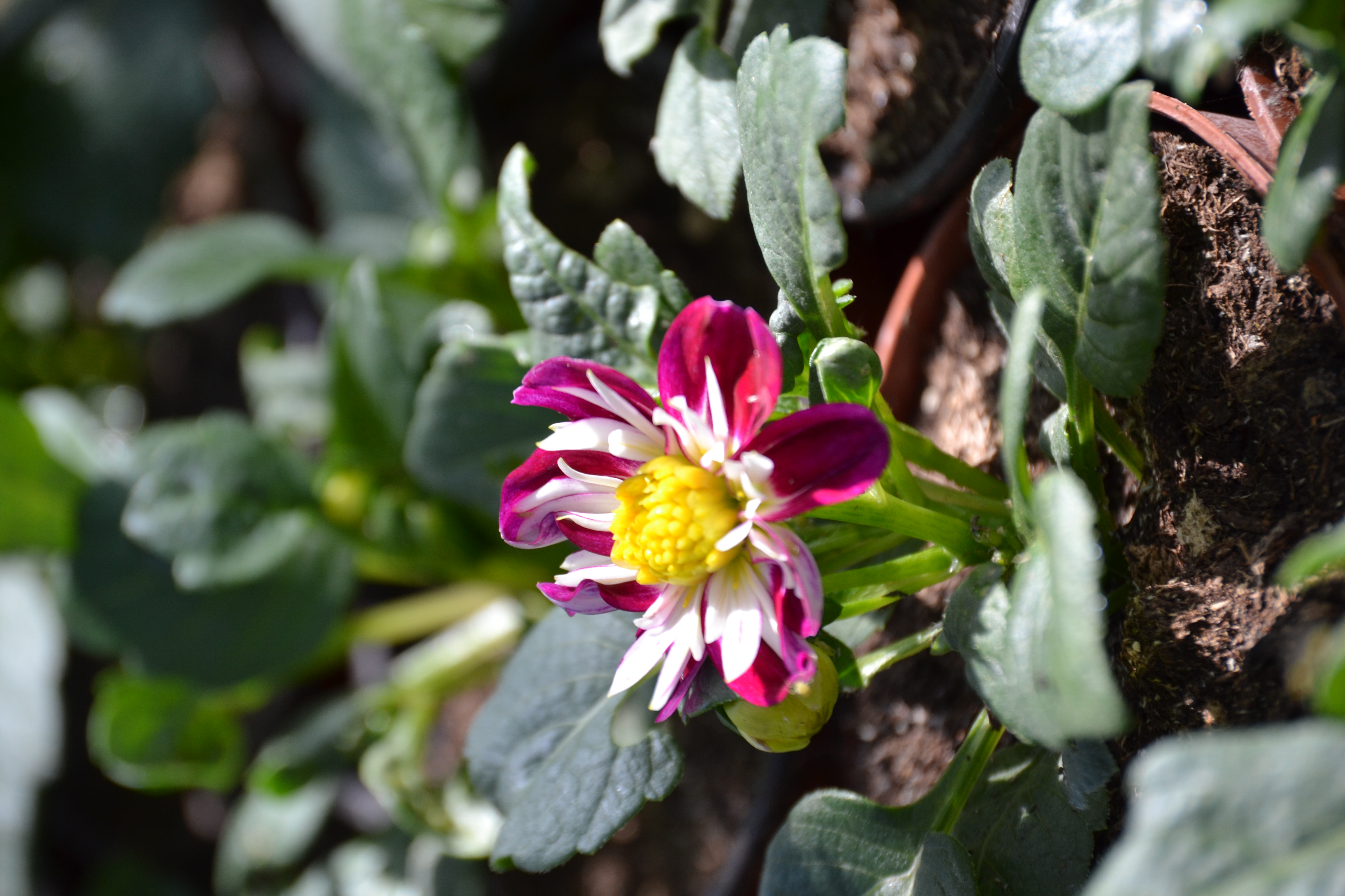  dalhia nains anuelle 1 € pièce soleil 