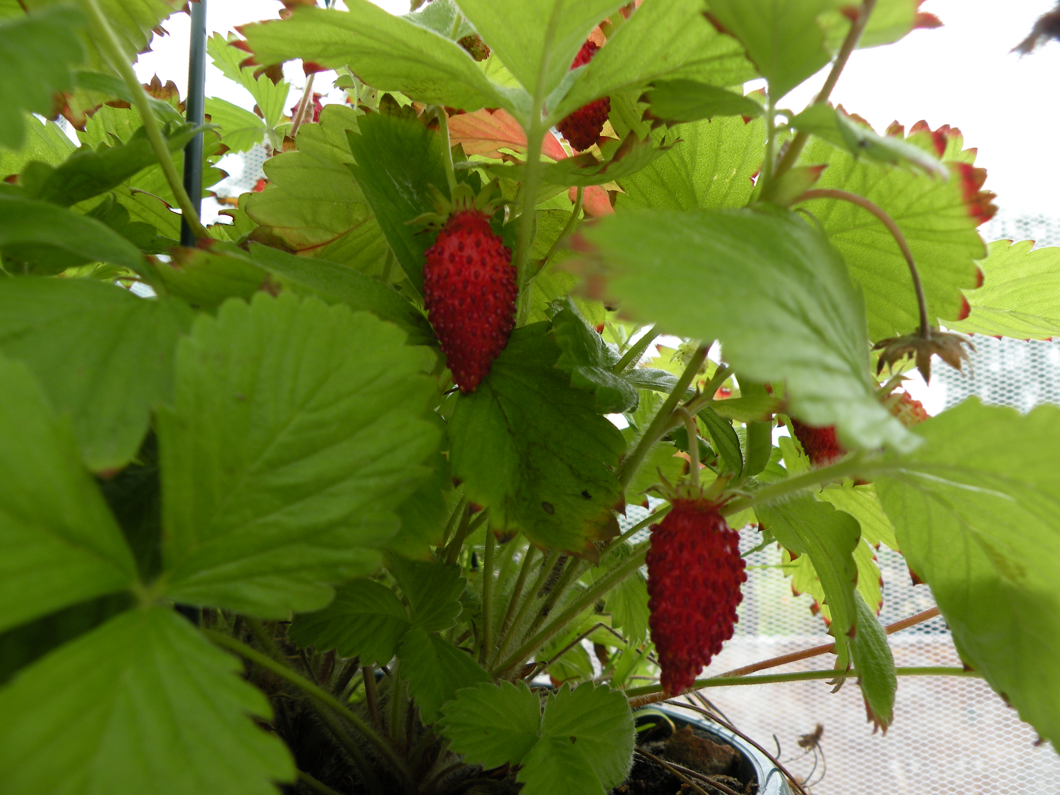  fraisier 1,30 € pièce soleil 