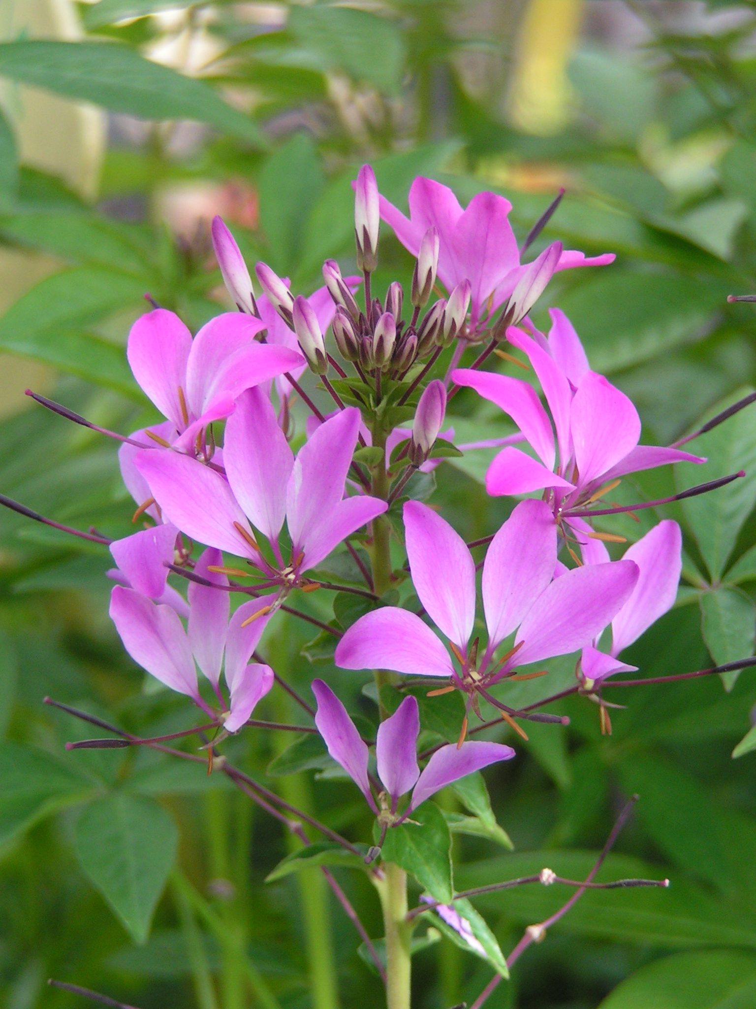  cleome annuelle 0.70 € pièce soleil 