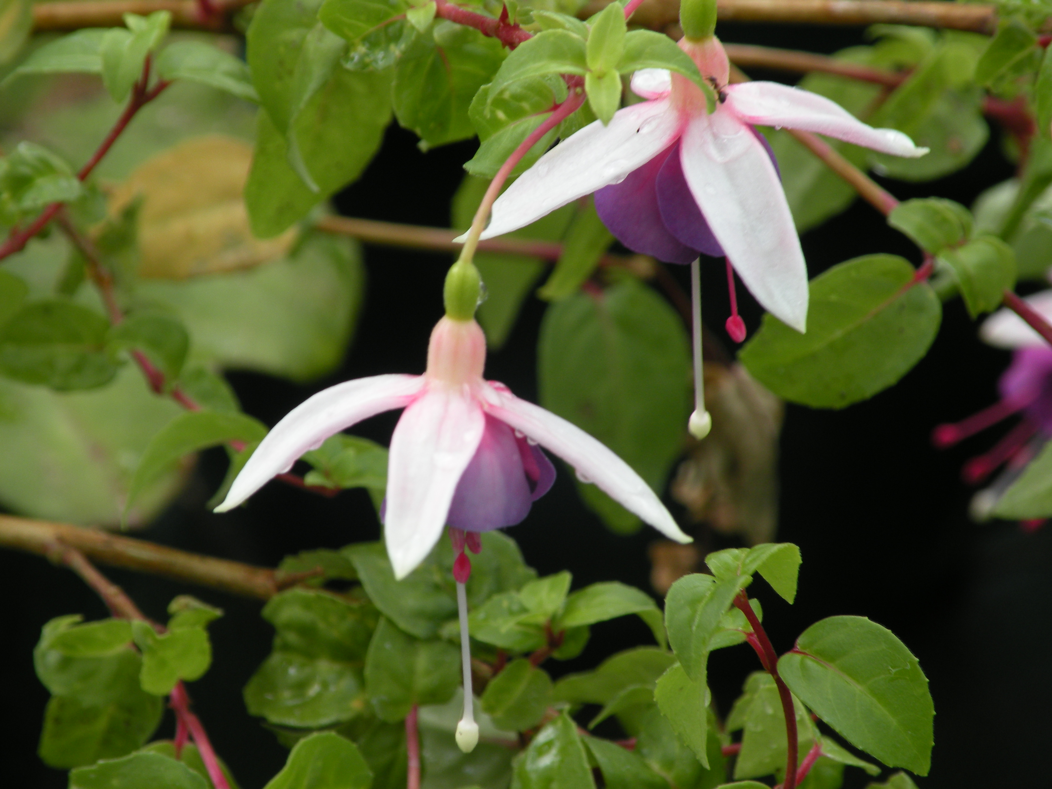  fuschias annuelle 1 € pièce ombre 