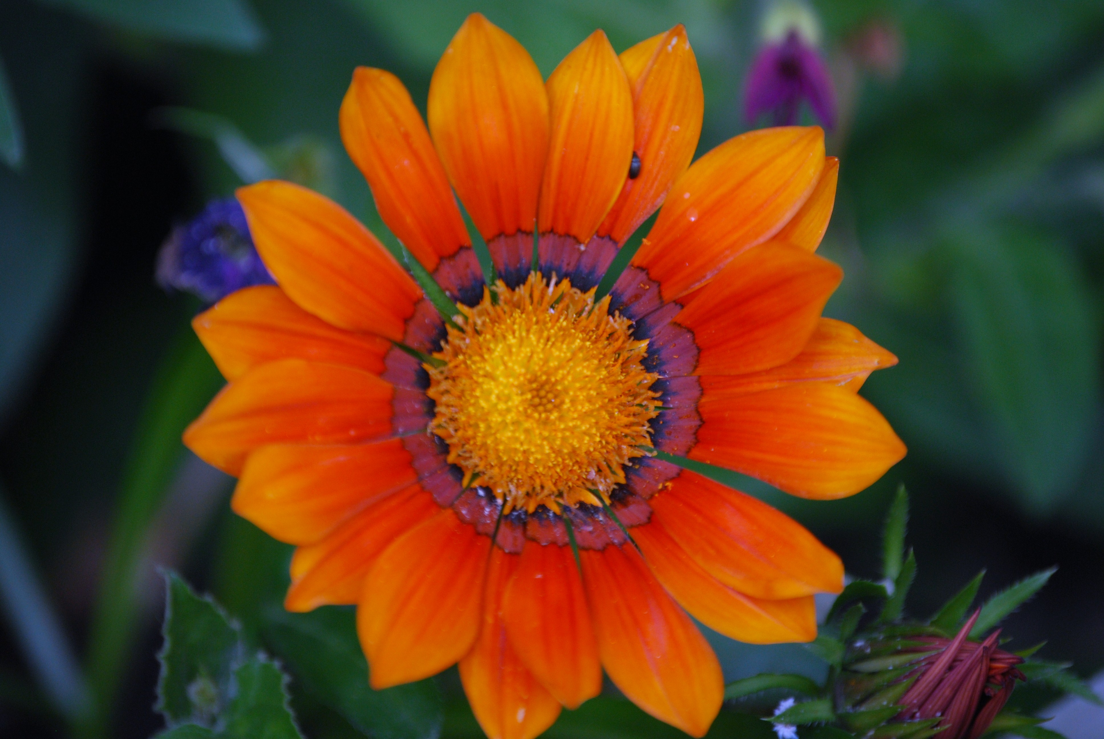  gaillarde 1 € pièce vivace soleil 