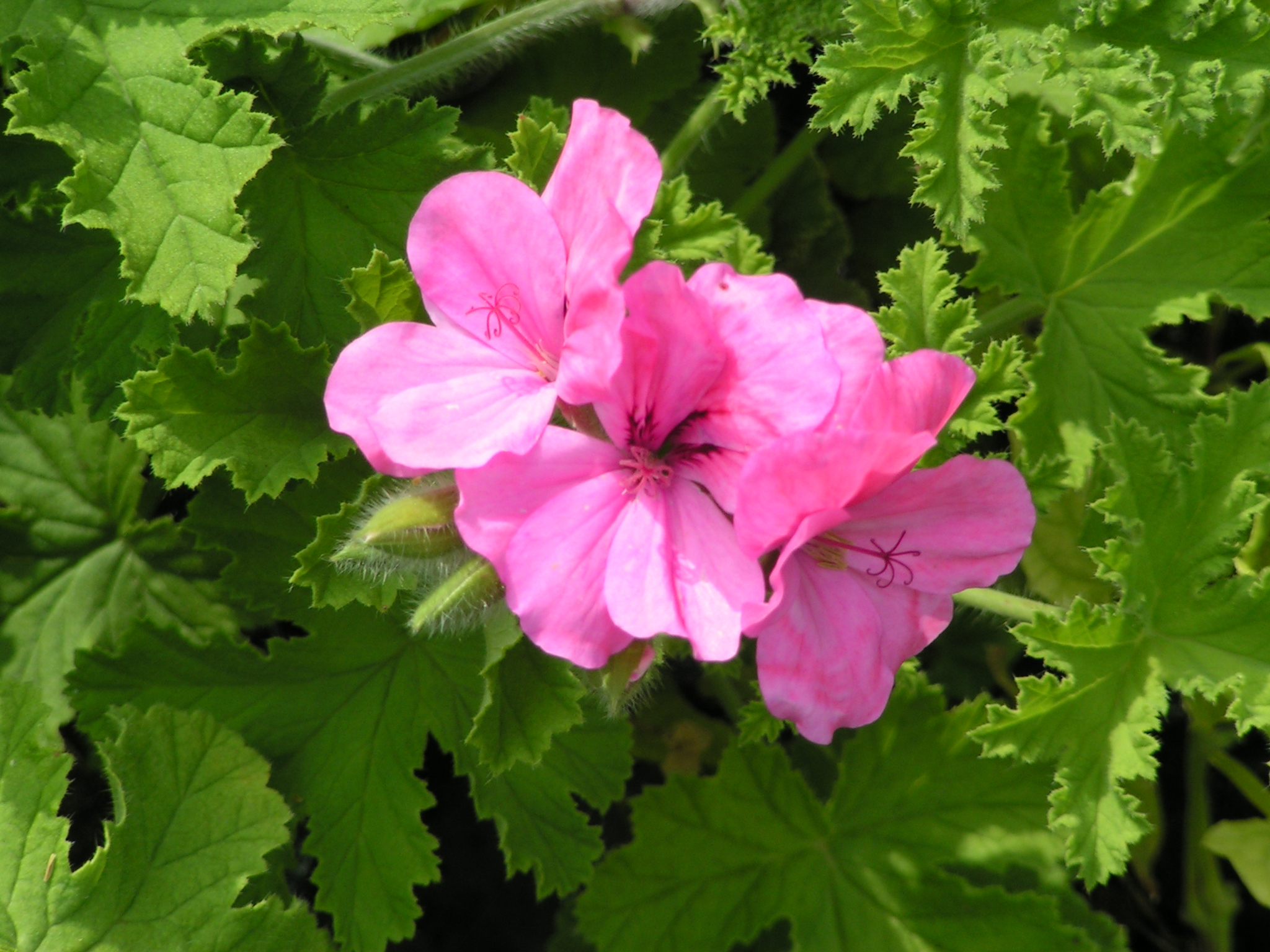  geranium citrodorum 1 € pièce soleil anti moustique 
