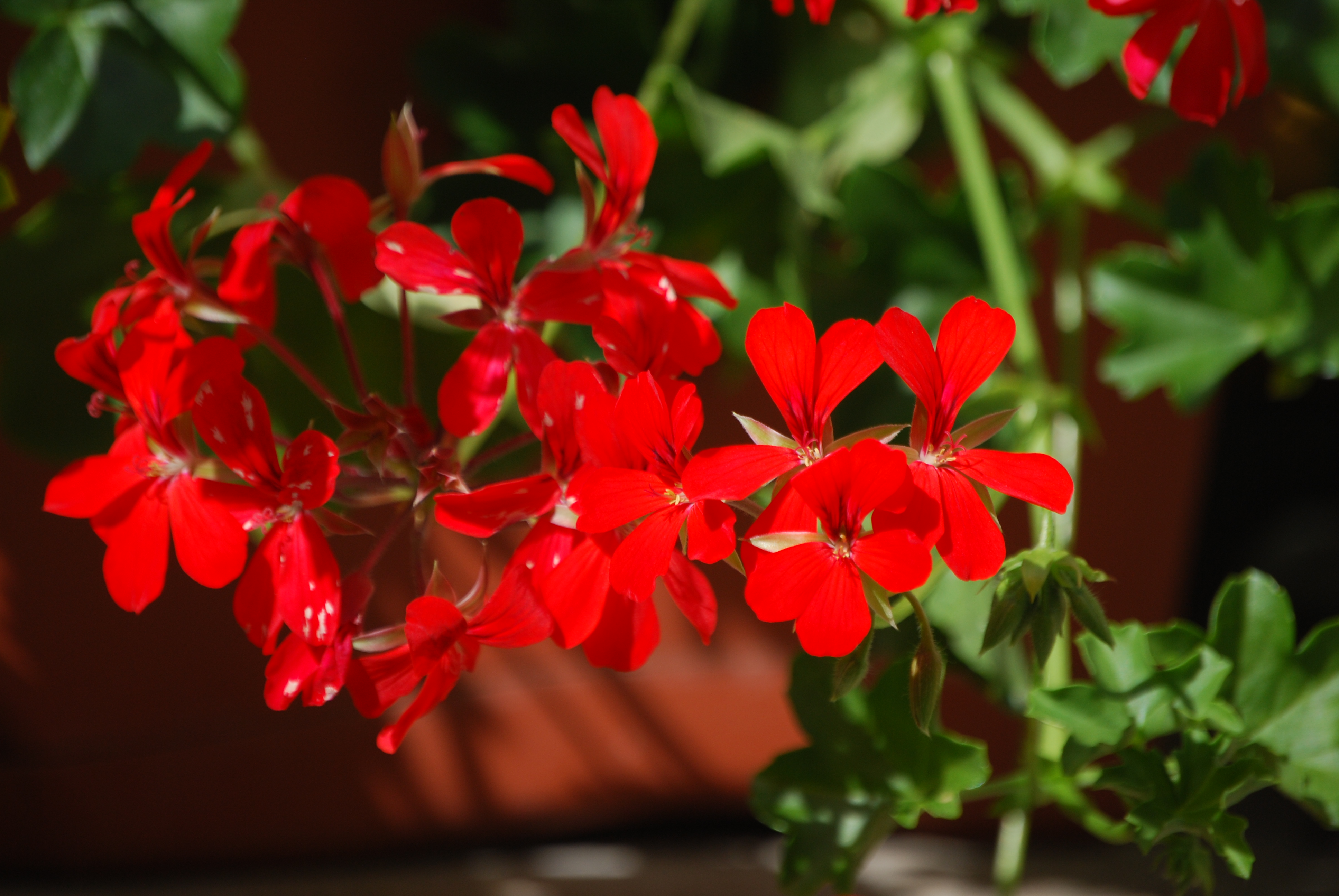  geranium lierre annuelle 1 € pièce soleil (2) 