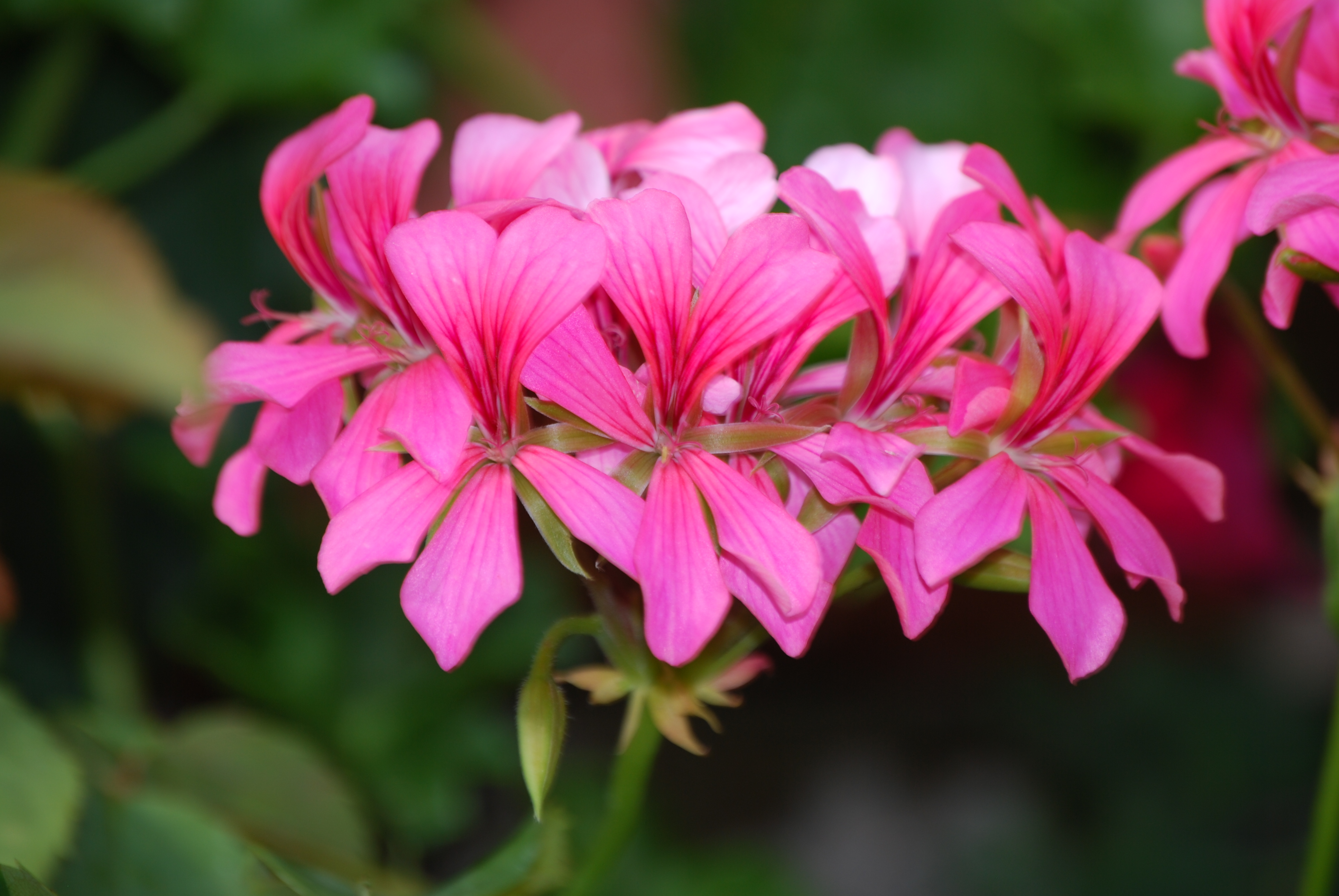  geranium lierre annuelle 1 € pièce soleil 