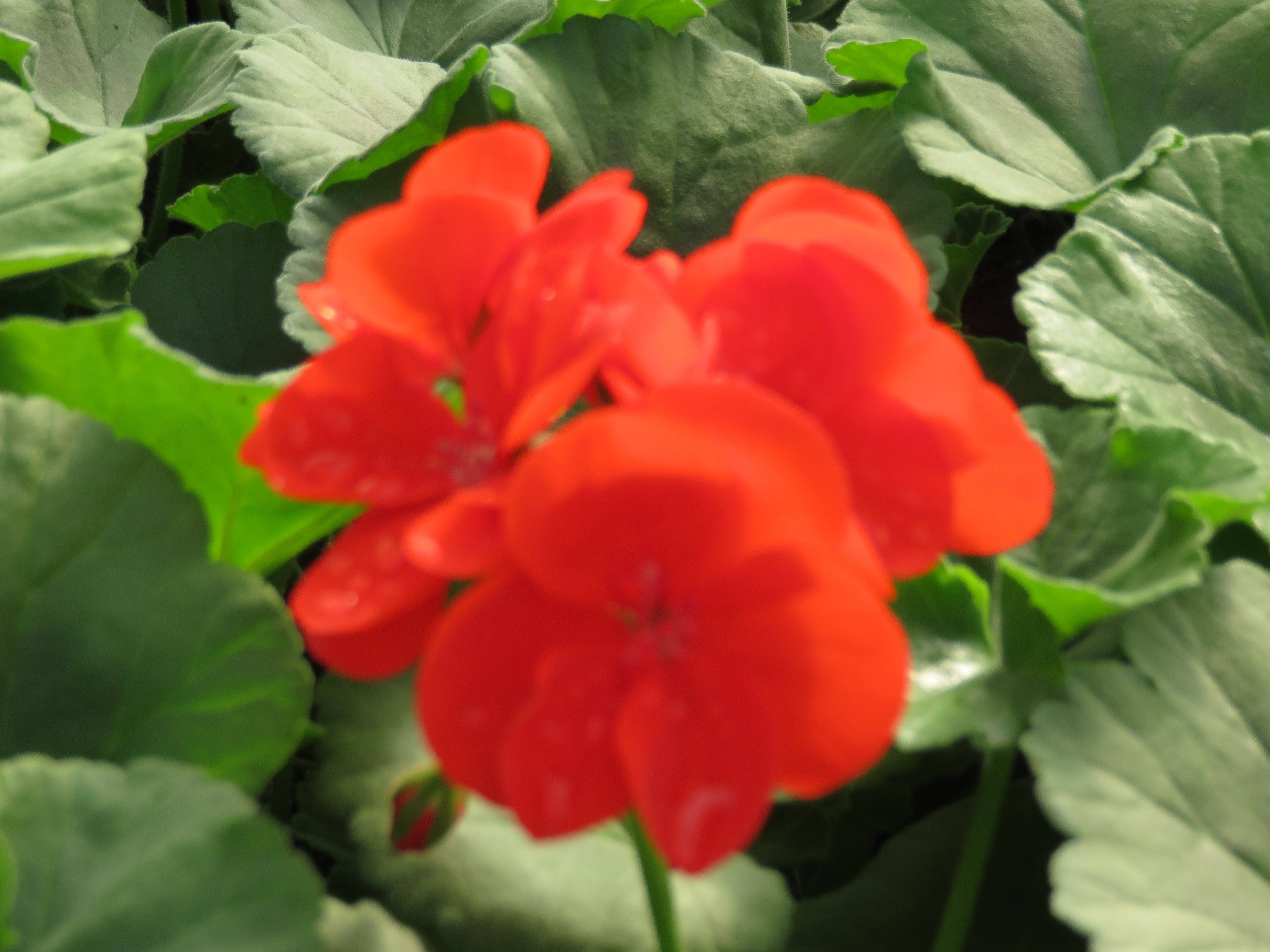  geranium zonal 1 € pièce soleil 