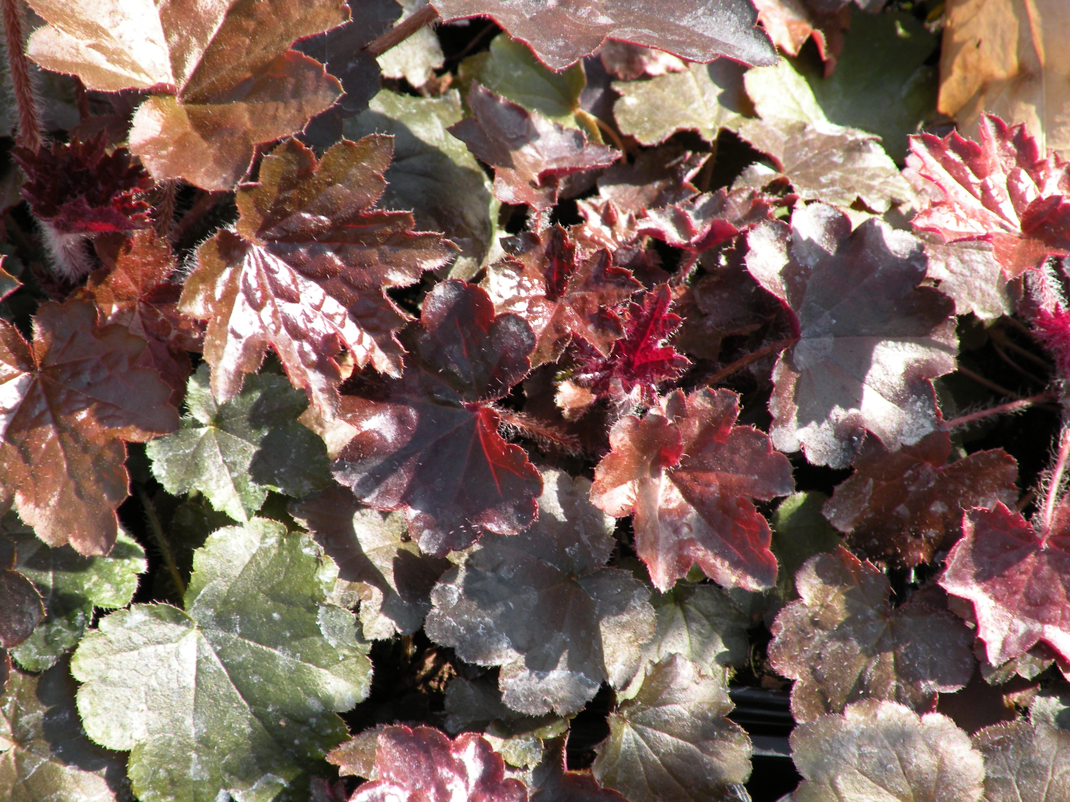  heuchere vivace 1,30 € pièce soleil ombre 