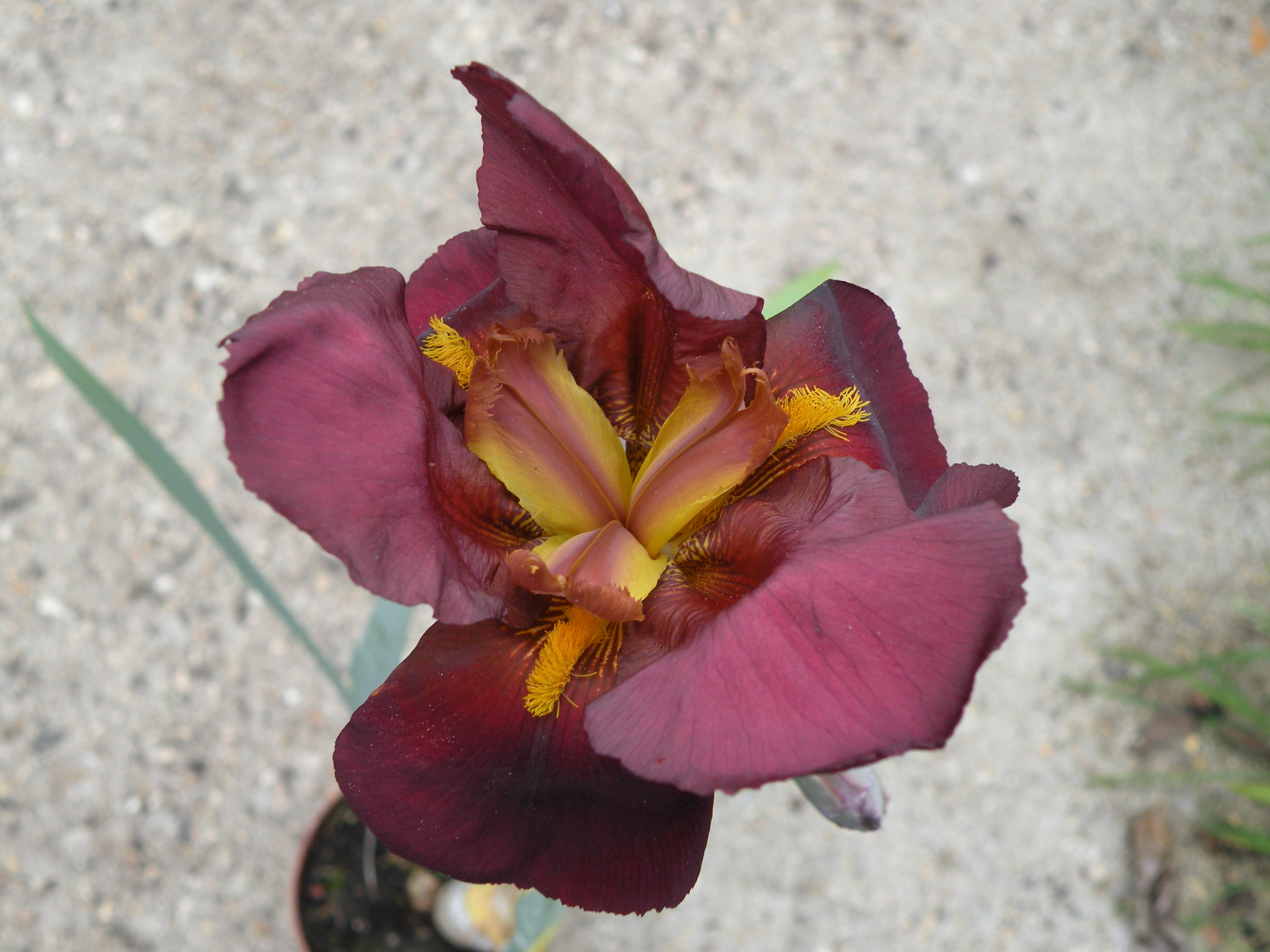  iris 4.50€ pièce vivace soleil 