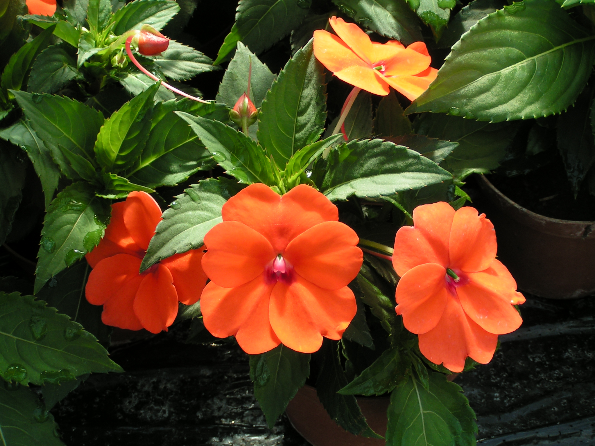  impatient nouvel guinée 1,50 € pièce ombre ou soleil 