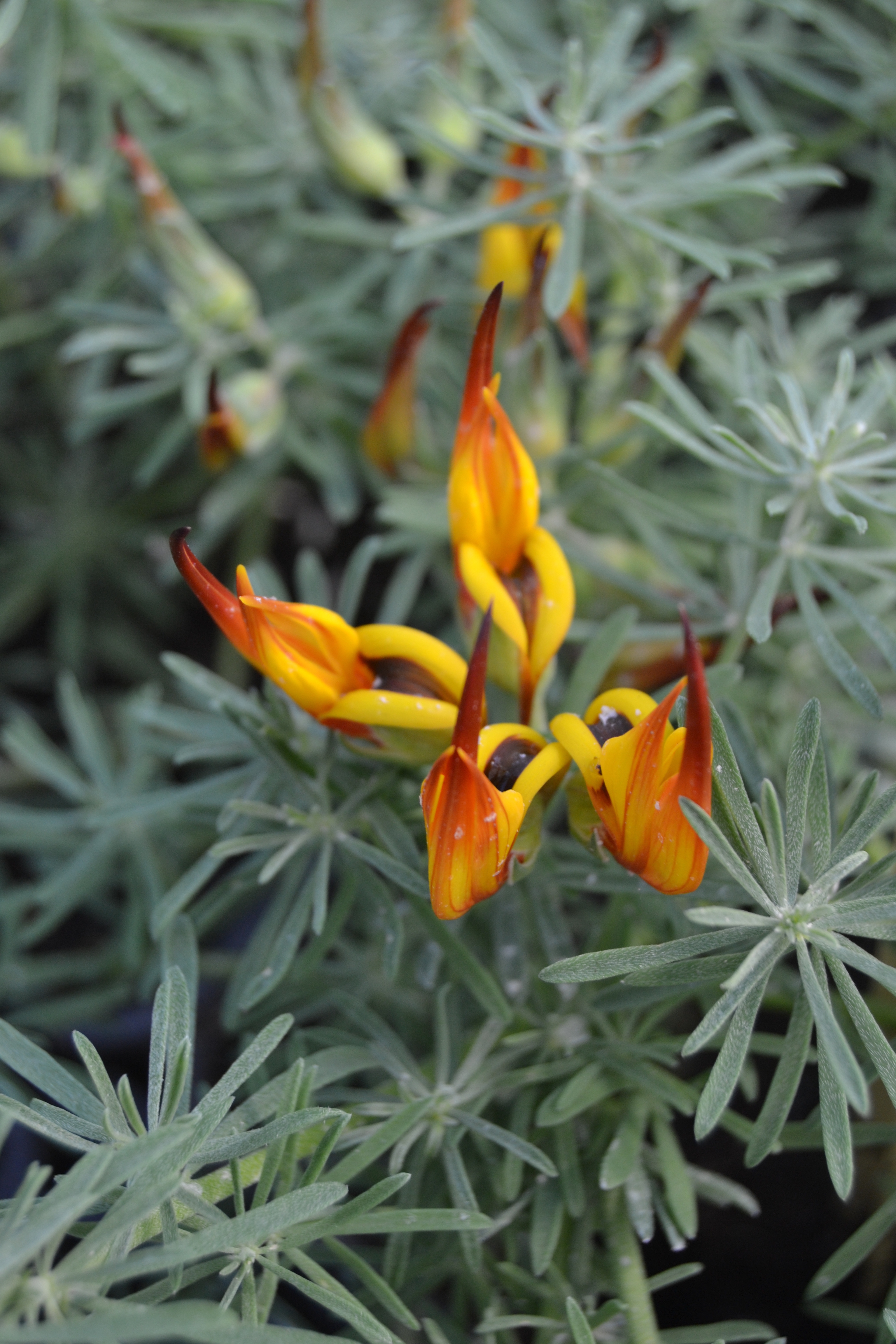  lotus anuelle 0,7 € pièce soleil 