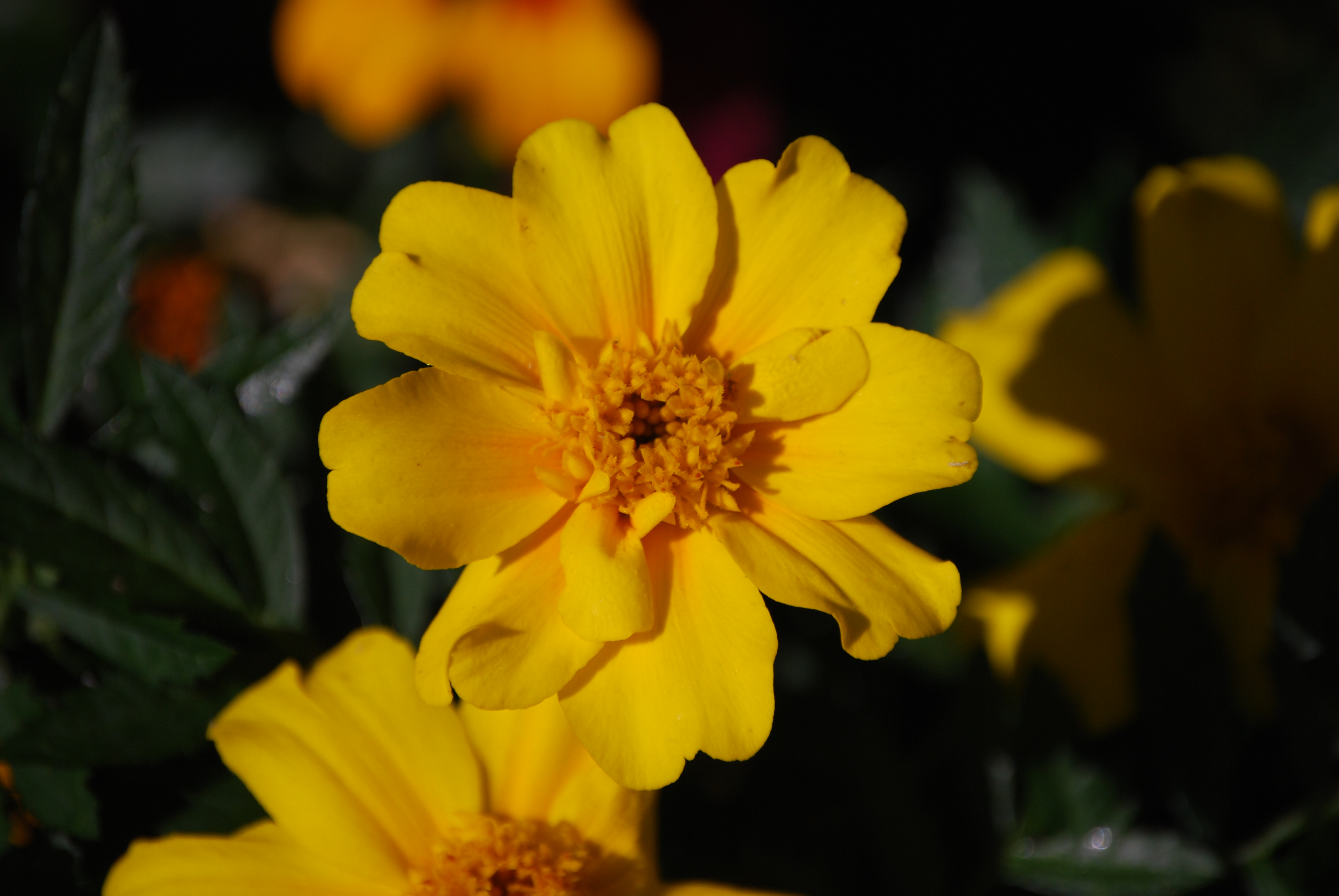  oeillet d'inde annuelle 0,65 € pièce soleil 