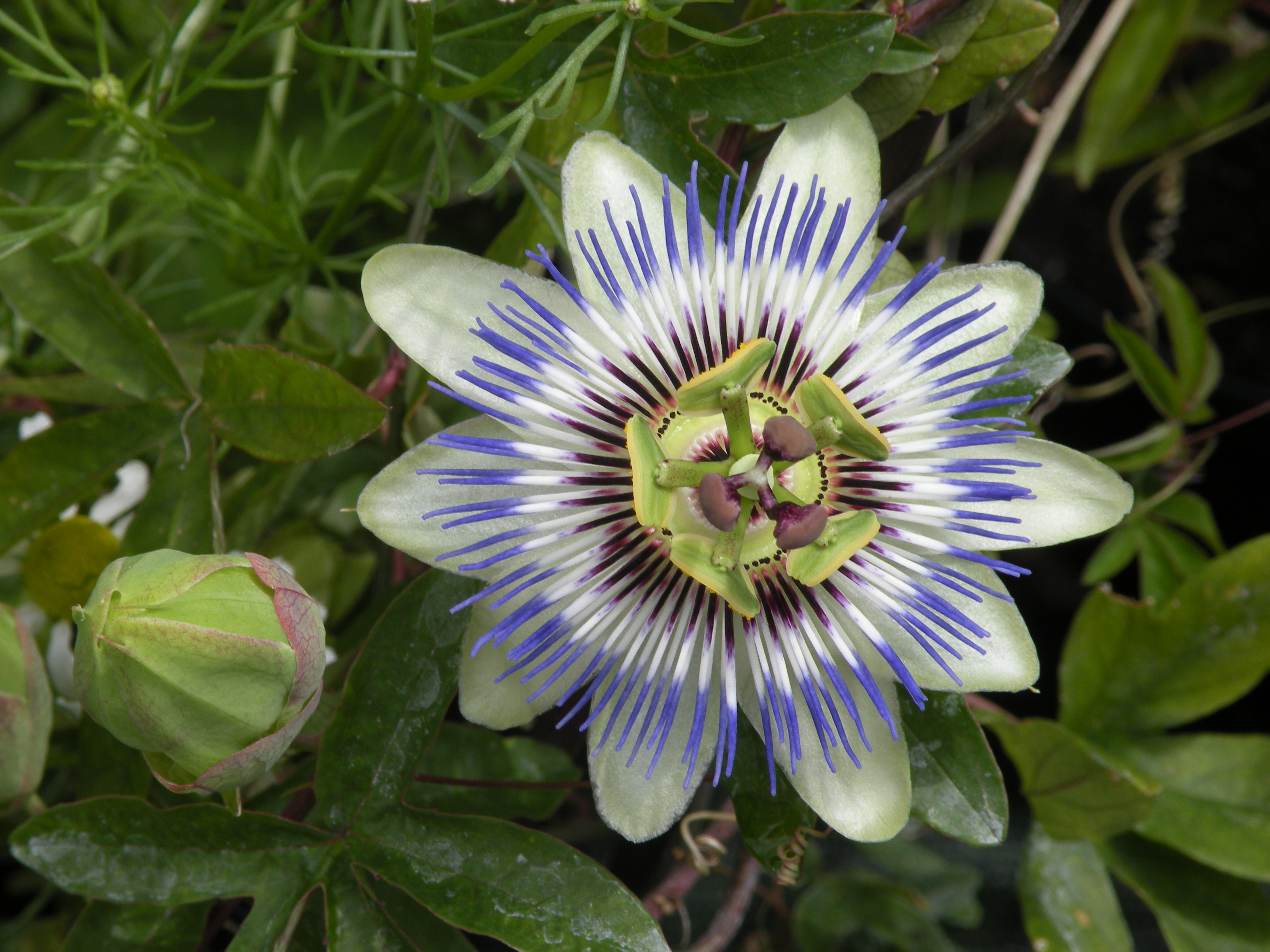  passiflore 7 € pièce grimpante vivace mi ombre 